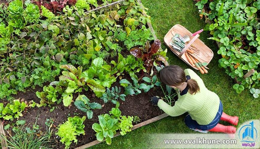 12 نکته برای کاشت سبزی در باغچه خانه که باید بدانید!