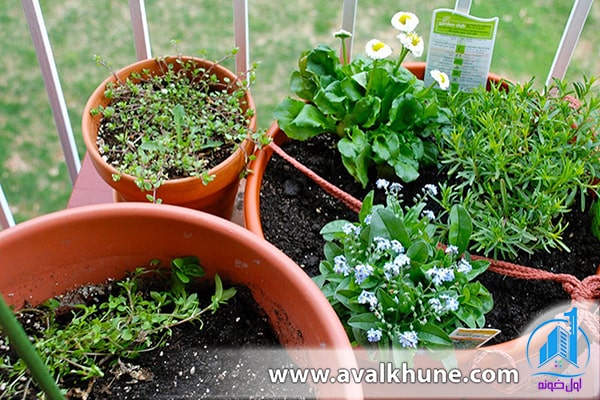 کاشت سبزی در باغچه 