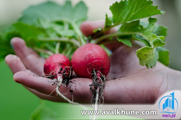 کاشت سبزی در باغچه 