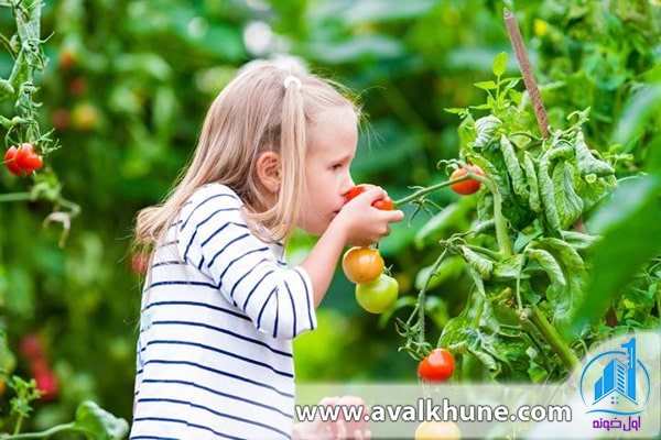 کاشت سبزی در باغچه 