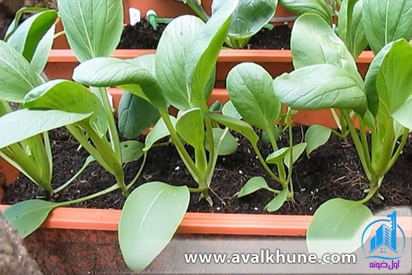 کاشت سبزی در باغچه 