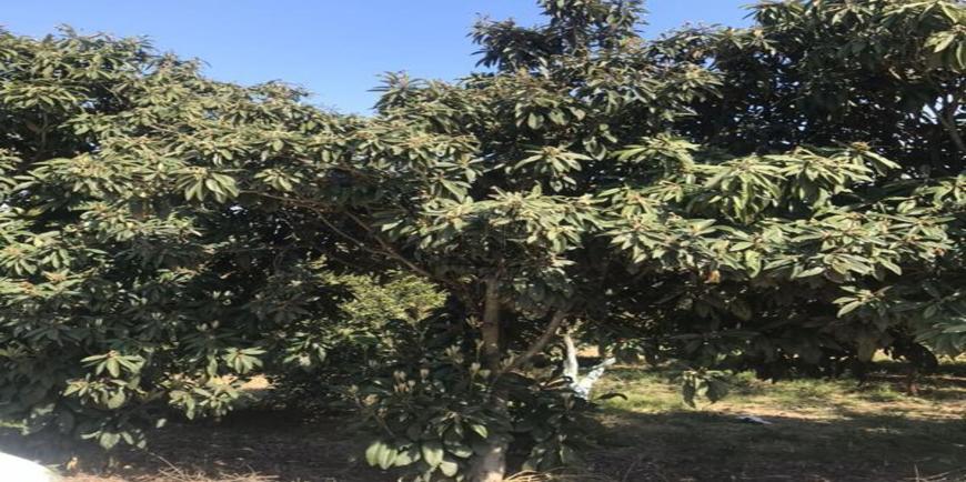 خرید زمین به همراه درخت مرکبات-3524