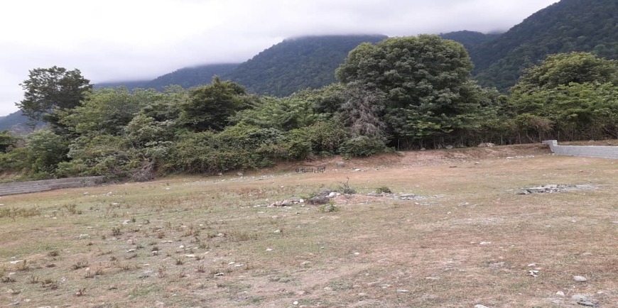 خرید زمین کنار جنگل نوشهر-4176